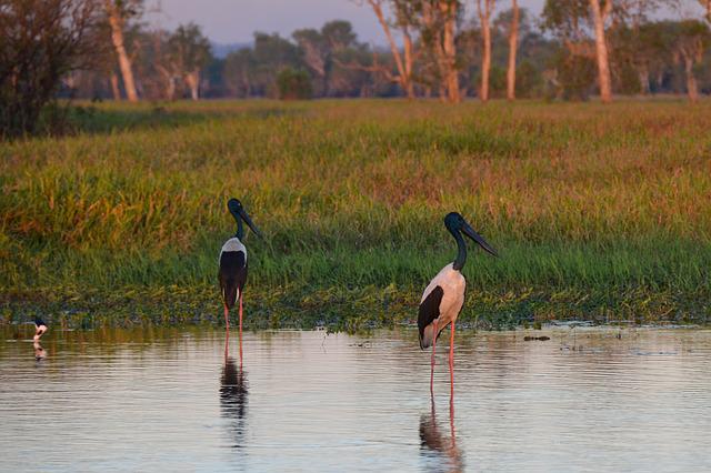 Jabiru