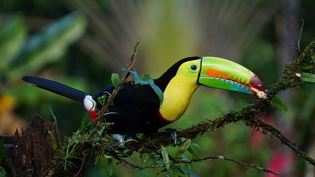 Keel-Billed Toucan