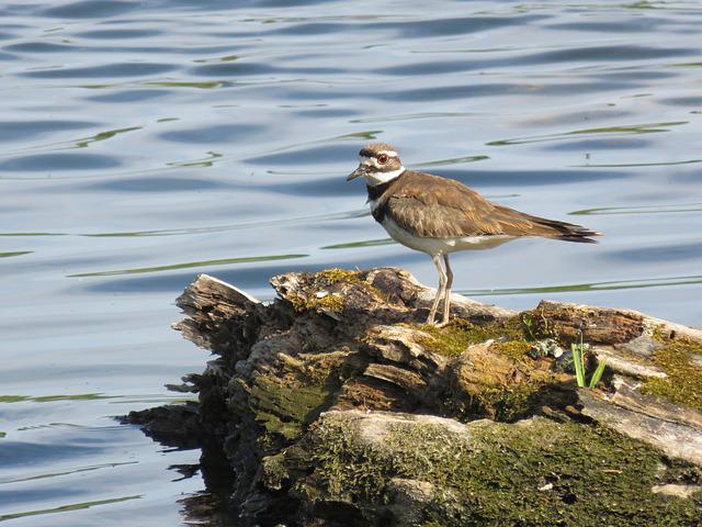 Killdeer