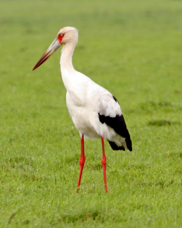 Maguari stork