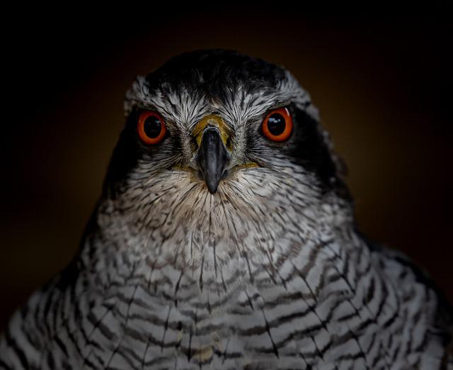 The Northern Goshawk