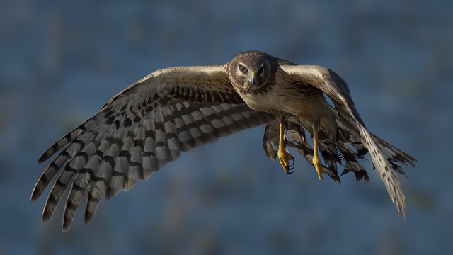 Harrier of the North