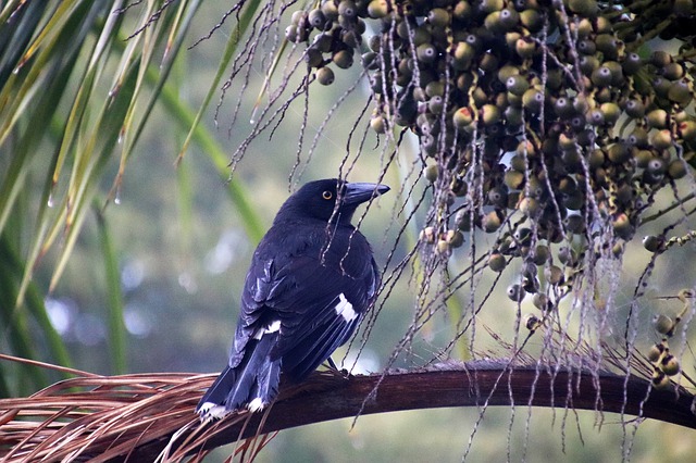 Pied Currawong