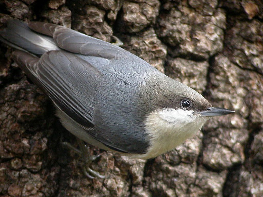 Pygmy Nuthatch