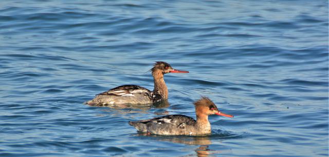 Red-Breasted Merganser