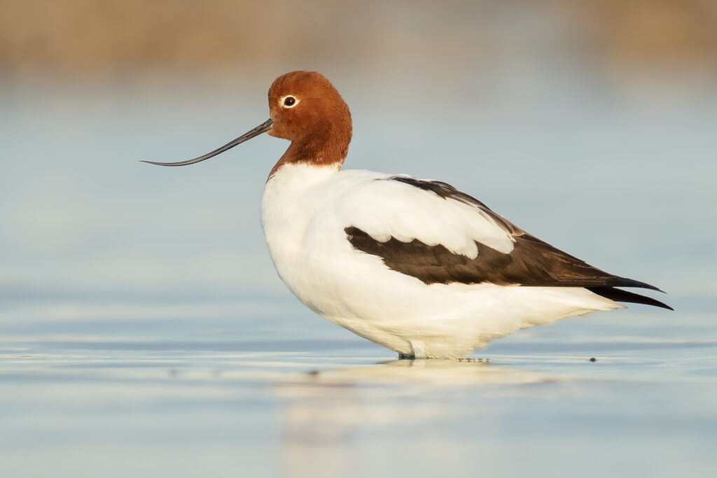 Red-Necked Avocet