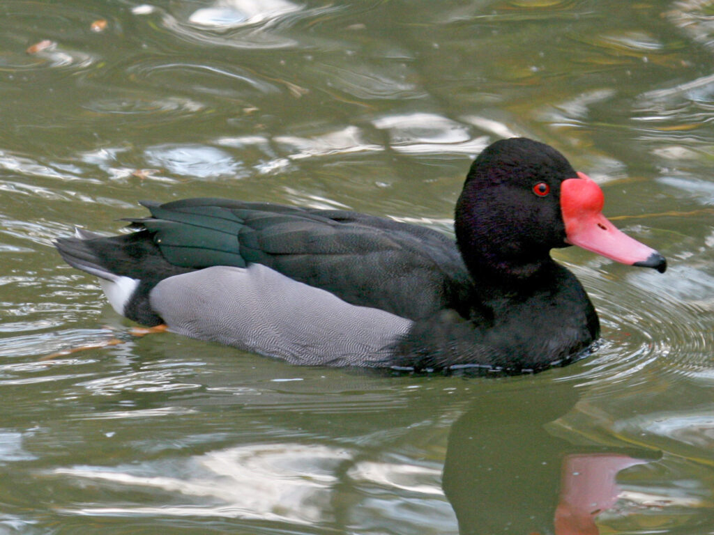 Rosy-Billed Pochard