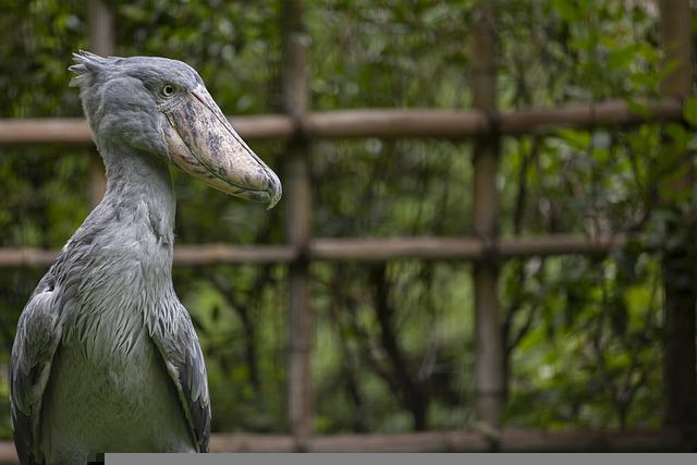 Shoebill stork