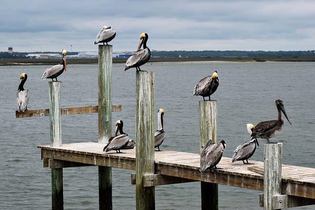 Shorebirds