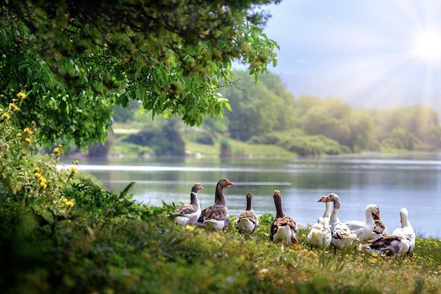 Wading Birds