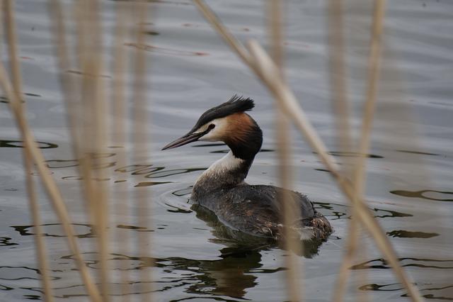 Western Grebe