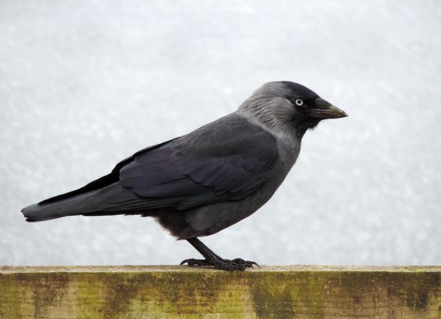 Western Jackdaw