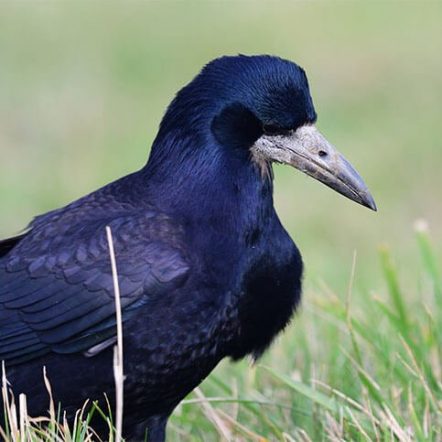 Western Rook