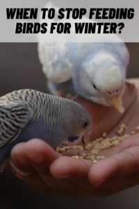 When to Stop Feeding Birds for Winter