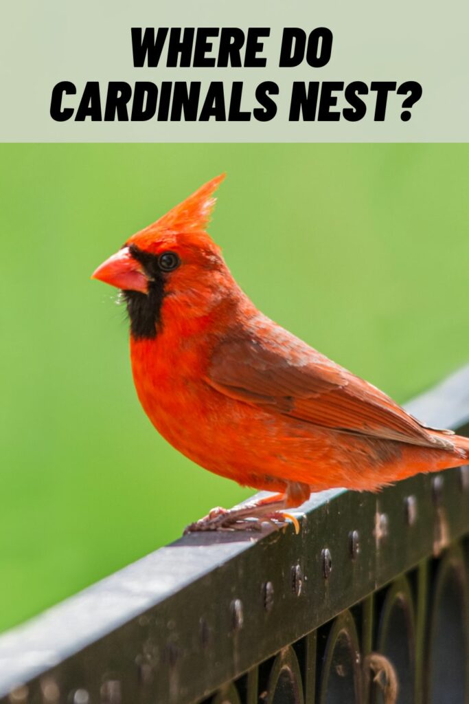 Cardinals birdadviser