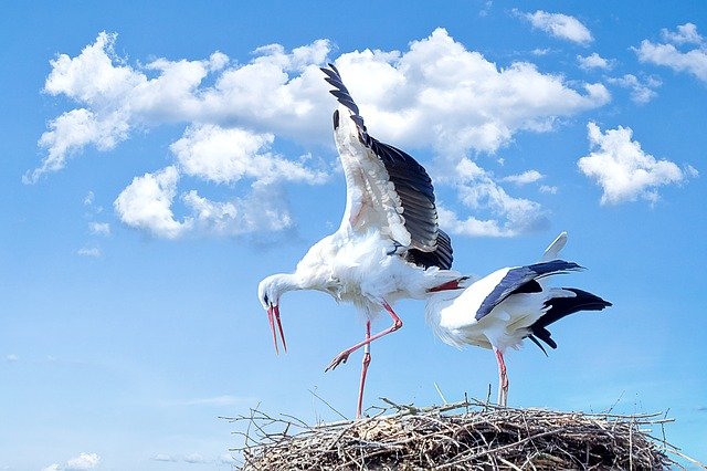 White stork