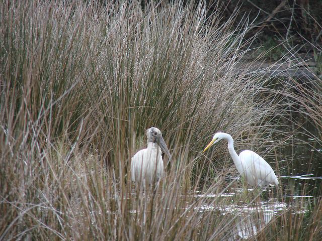 Wood ibis