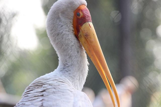 Yellow-billed stork