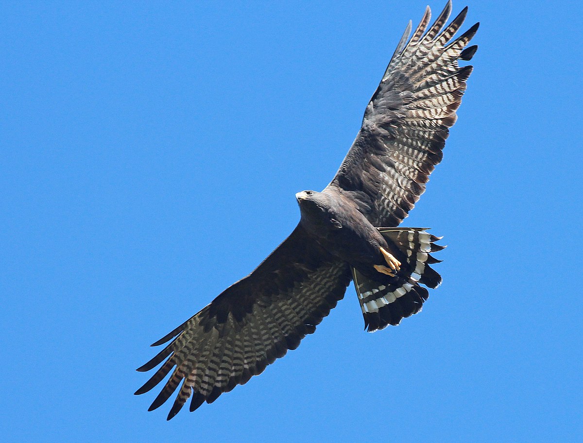 Zone-tailed Hawk