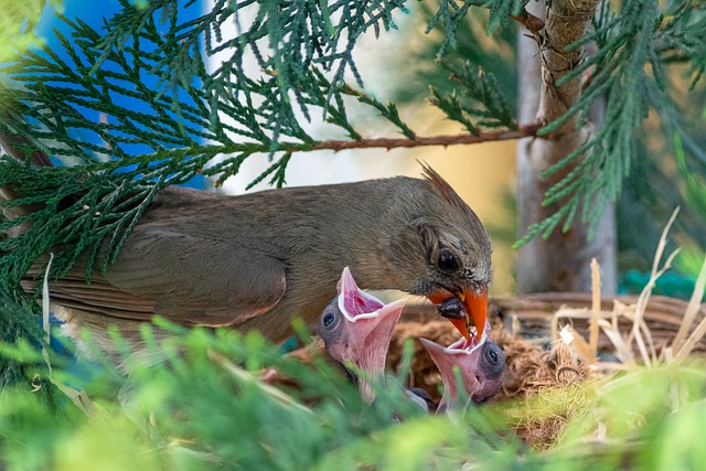 cardinal nest