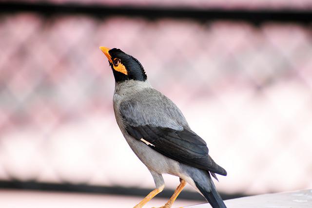 Bank Myna