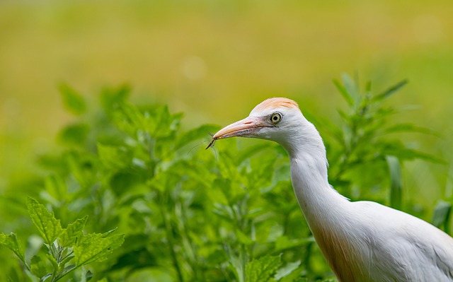 Cattle Egret