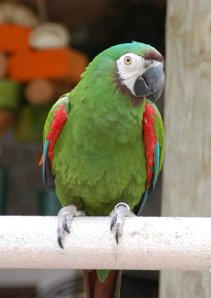 Chestnut-Fronted Macaw