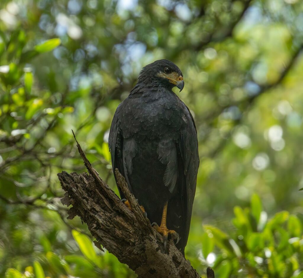 Common Black Hawk