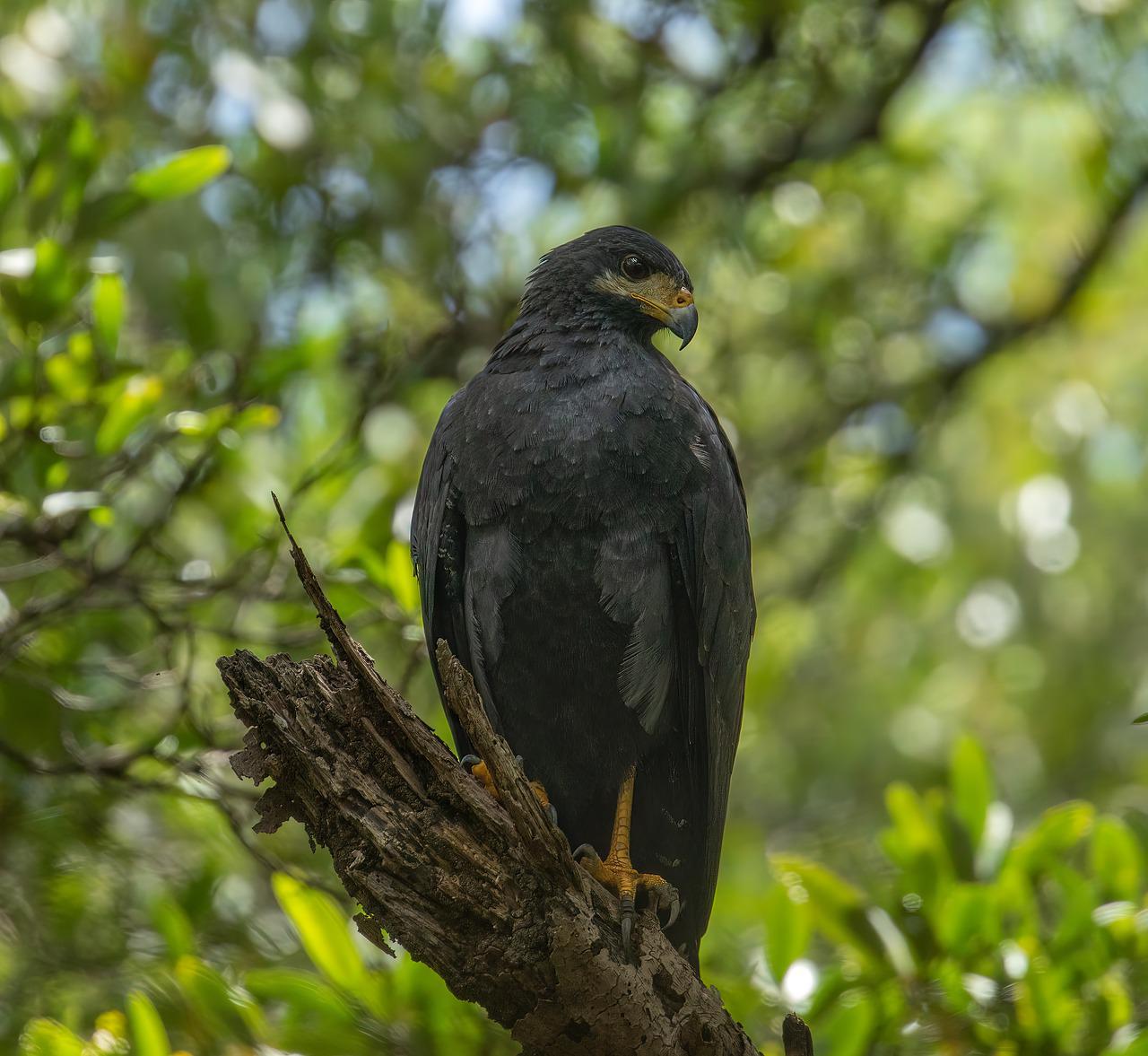 Common Black Hawk