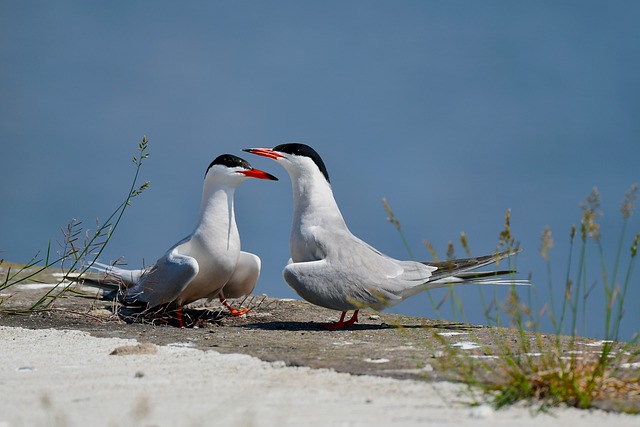 Terns