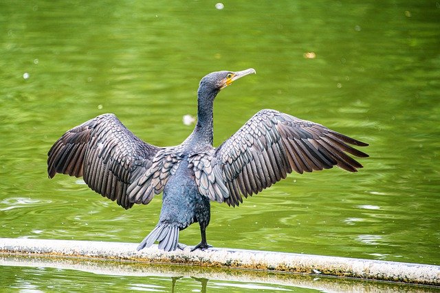 Cormorants