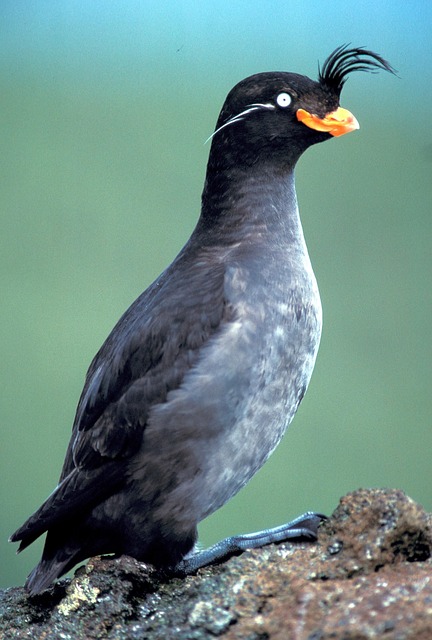 Crested Auklet