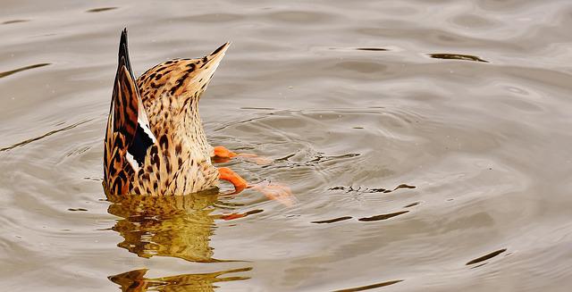 Diving Ducks