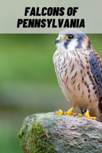 Falcons of Pennsylvania