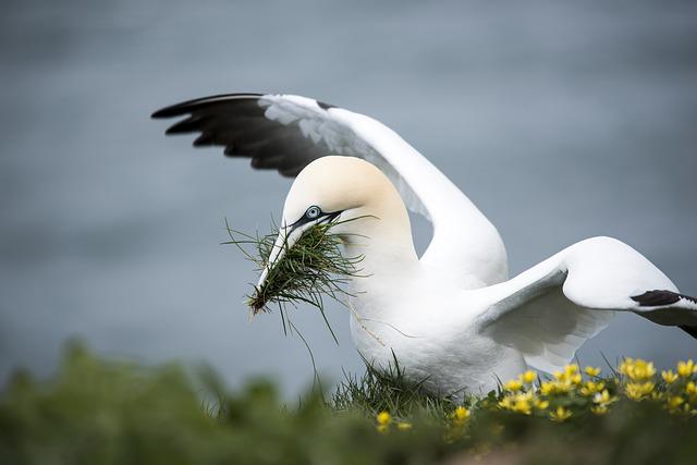 Gannets