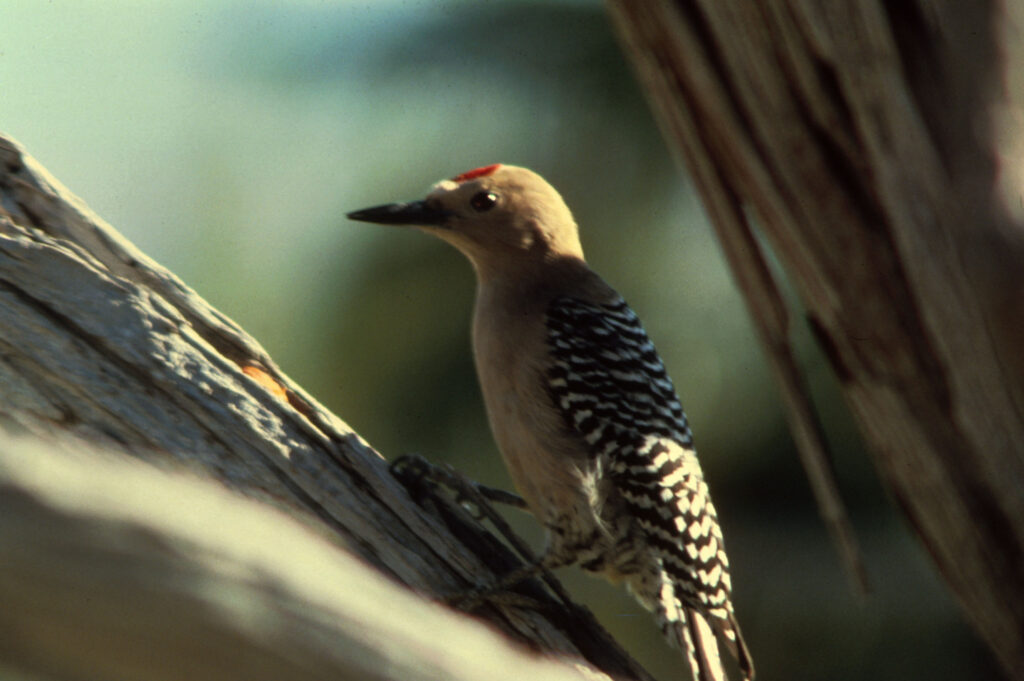 Gila Woodpecker