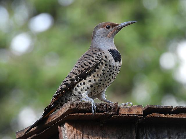 Gilded Flicker