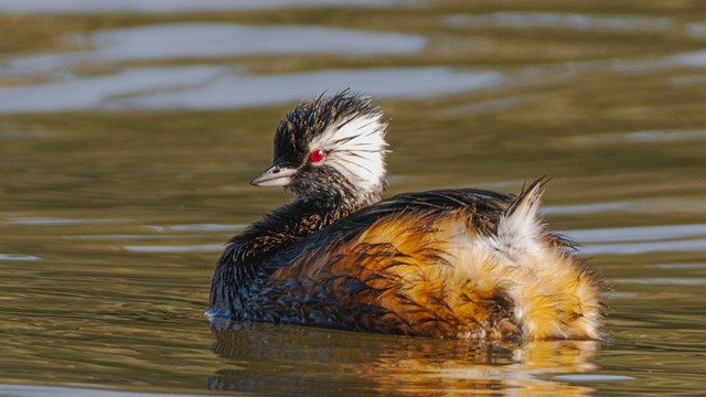 Grebes