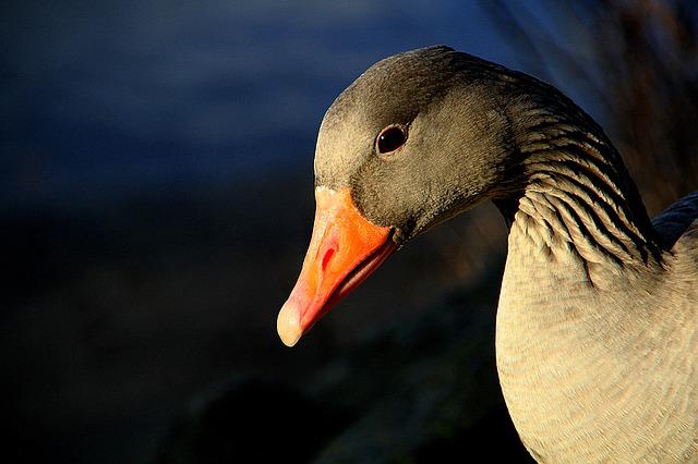 Greylag Goose