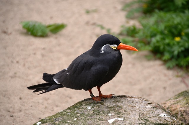 Inca Tern