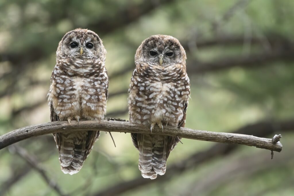 Mexican Spotted Owl