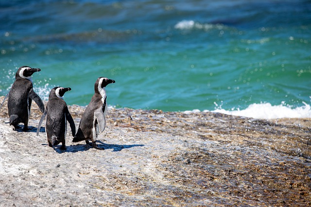 Penguins