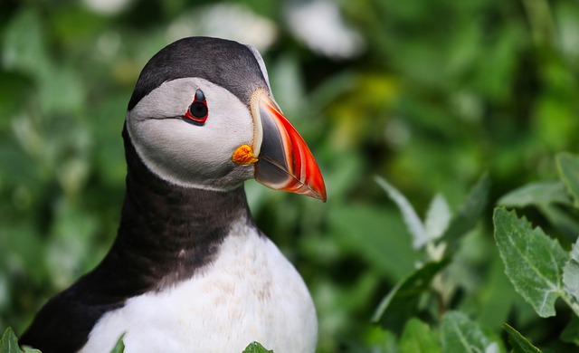 Puffins