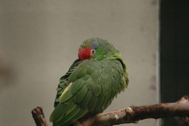 Red-Crowned Parrot