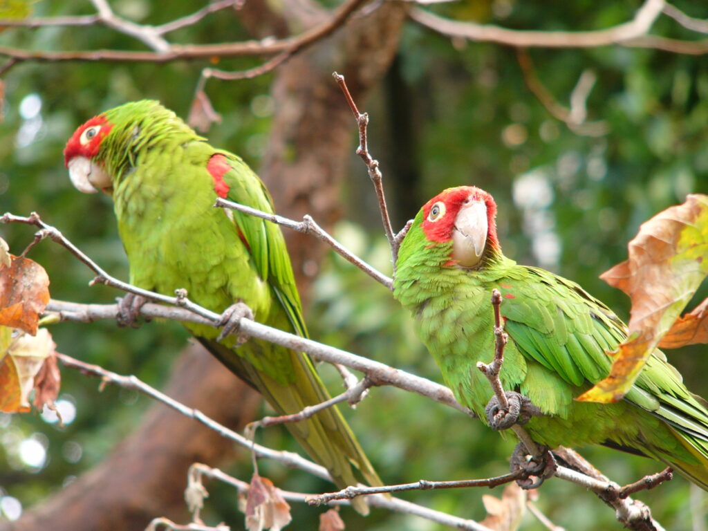 Red-Masked Parakeet