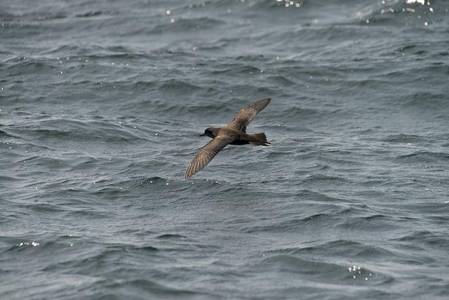 Shearwaters