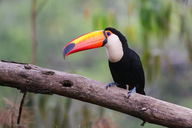 Toco Toucan