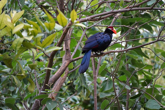 Violet Turaco