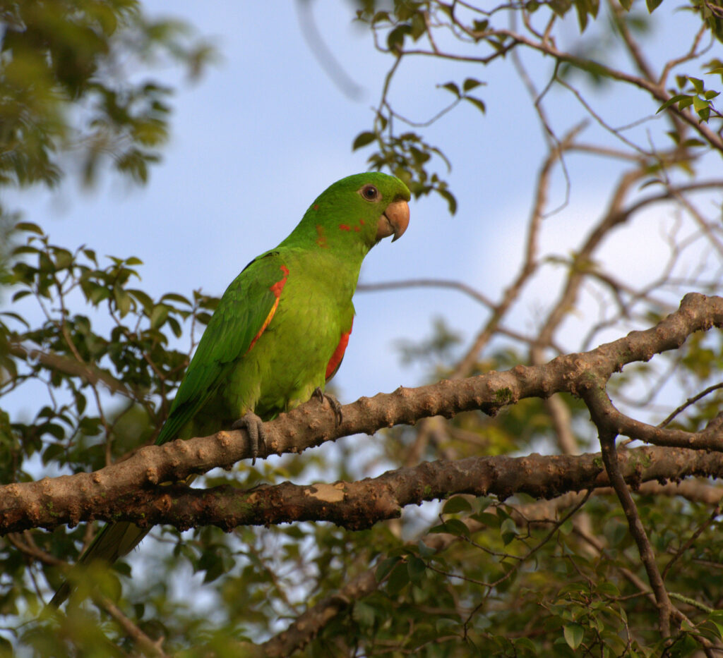 White-Eyed Parakeet