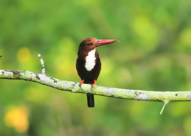 White-Throated Kingfisher